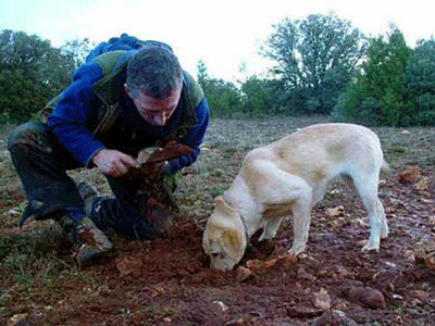 Perro trufero