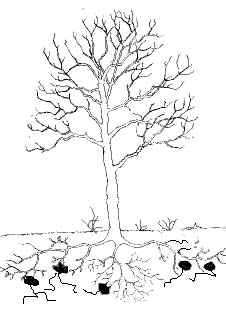 Arbol trufero