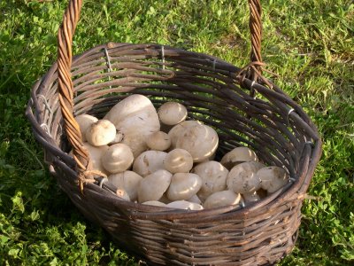 CestaPerretxiko