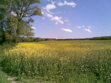Campos de colza